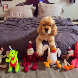 Claudius and his toys
