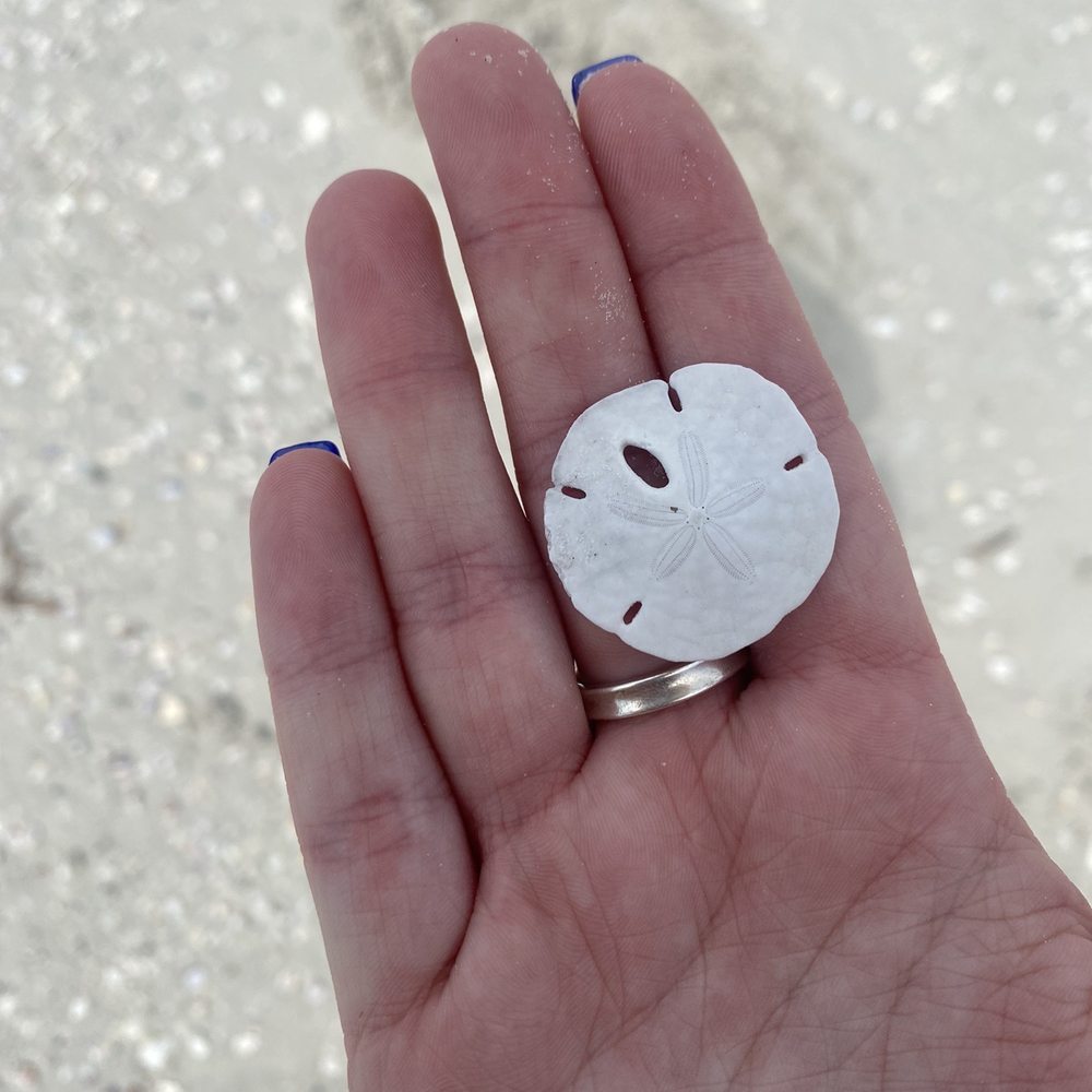 Shell Key Shuttle - Sand dollar - Boat Charters Near Me - St. Pete Beach, Florida Shell Key Shuttle - Sand dollar - Boat Charters Near Me - St. Pete Beach, Florida