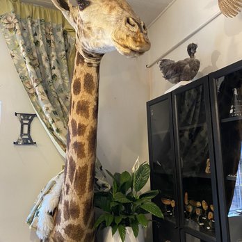Natural Selection - In case you ever wanted to know how big a giraffe is in real life - Taxidermy Near Me - Reno, Nevada
