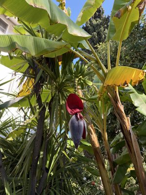 Self-Realization Fellowship International Headquarters by null