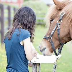 Brain On Tutoring - Teaching my favorite student, Magni the Icelandic Horse.