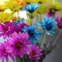 Photo of BloomThat