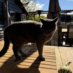 Hallcrest Vineyards - Zinfandel the winery kitty
