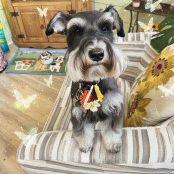 Swanky Paws - Molly my mini schnauzer. - Pet Groomers Near Me - Lawrenceville, Georgia Swanky Paws - Molly my mini schnauzer. - Pet Groomers Near Me - Lawrenceville, Georgia