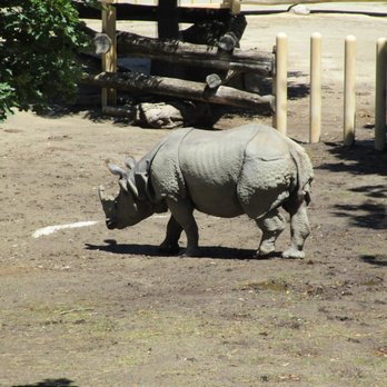 Tiergarten Schönbrunn - rhino - Zoos Near Me - Vienna, 9