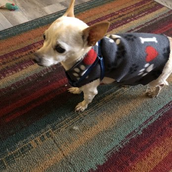 Suzan the Pet Nanny - Ready for the dog park - Pet Sitting Near Me Suzan the Pet Nanny - Ready for the dog park - Pet Sitting Near Me