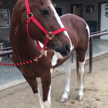 Pure Equus - Horseback Riding Near Me