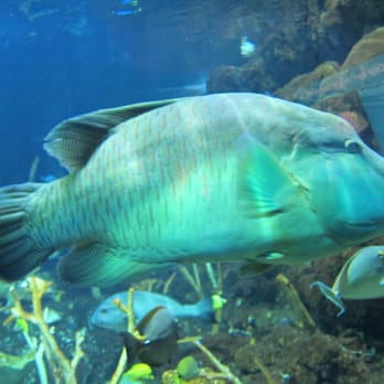 Seattle Aquarium - Aquariums Near Me - Seattle, Washington Seattle Aquarium - Aquariums Near Me - Seattle, Washington
