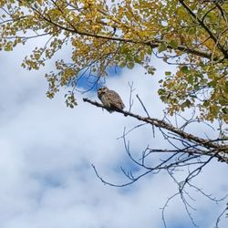 Mill Creek Ravine Park - Owl