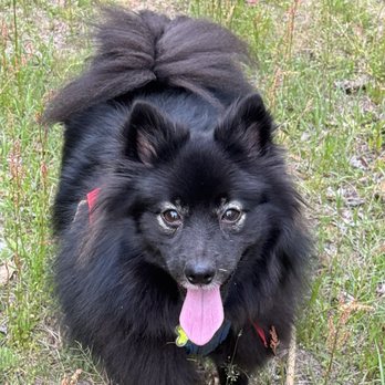 Five Points Pet Resort - Frankie just home from grooming - Pet Groomers Near Me - Raeford, North Carolina Five Points Pet Resort - Frankie just home from grooming - Pet Groomers Near Me - Raeford, North Carolina