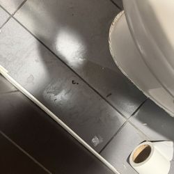 Rat poop