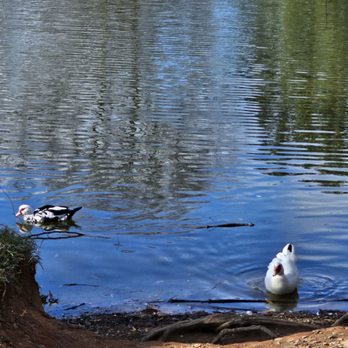 Piedmont Park - Parks Near Me - Atlanta, Georgia Piedmont Park - Parks Near Me - Atlanta, Georgia
