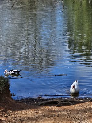 Piedmont Park by null