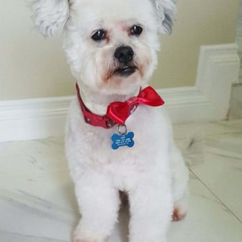 Dog's Bath & Beyond Inc - Pet Groomers Near Me Dog's Bath & Beyond Inc - Pet Groomers Near Me