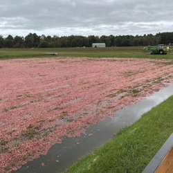 Rooted In Red - Field is ready to flood