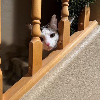 Patches Playground N' More - Pet Sitting Near Me