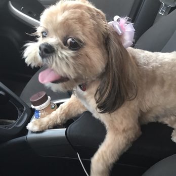 Dawn's Pet Palace - Sugar Momma groomed by Dawn - Pet Groomers Near Me - Carmichael, California Dawn's Pet Palace - Sugar Momma groomed by Dawn - Pet Groomers Near Me - Carmichael, California
