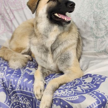 Curl and Pearl Dog Grooming - Pet Groomers Near Me - Allen, Texas Curl and Pearl Dog Grooming - Pet Groomers Near Me - Allen, Texas