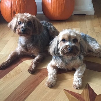Happy Paws Pet Spa - Ginger and Bella - Pet Groomers Near Me - Lakeland, Florida
