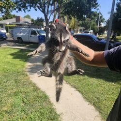 All American Animal Trapping
