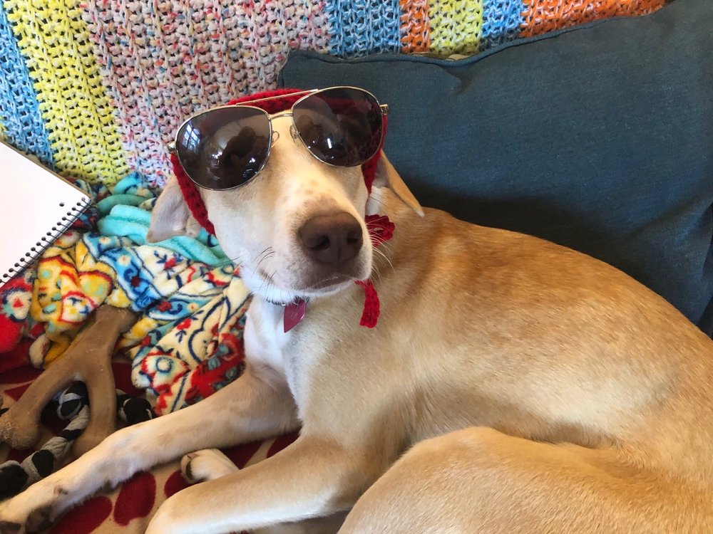 SPRINGFIELD VETERINARY HOSPITAL AND DENTAL CLINIC 16 Photos & 16