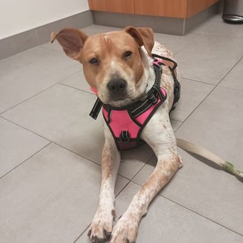 VEG ER for Pets - Freckles waiting patiently for her sister to get care - Emergency Pet Hospital Near Me - Saint Petersburg, Florida