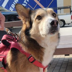 KSR Pet Care