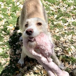 The Palms Pet Resort & Spa - Sandi the poodle pointer rescue dog