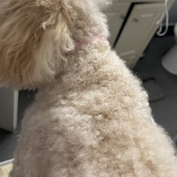 Nio’s Grooming & Bath - Pet Groomers Near Me Nio’s Grooming & Bath - Pet Groomers Near Me