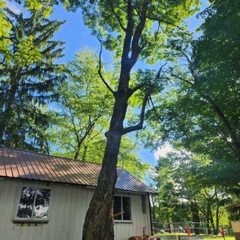 Eugene Barringer Tree Service - Tree Services Near Me Eugene Barringer Tree Service - Tree Services Near Me