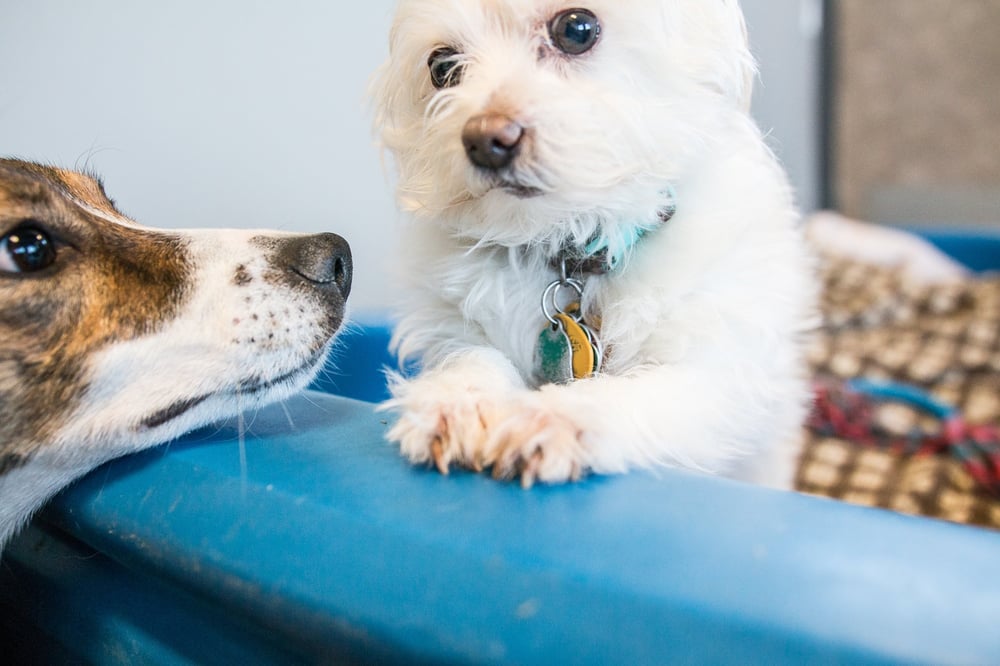 THE PAWSH DOG Updated August 2024 24 Photos & 15 Reviews 1580