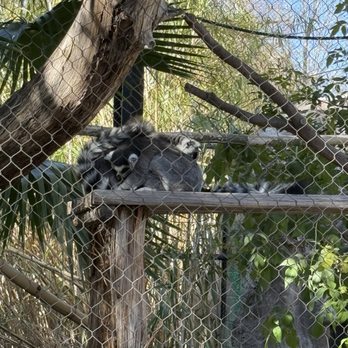 Reid Park Zoo - cuddle party - Zoos Near Me - Tucson, Arizona