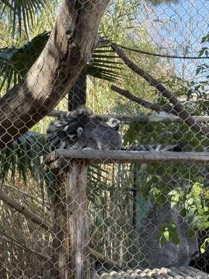 Reid Park Zoo by null