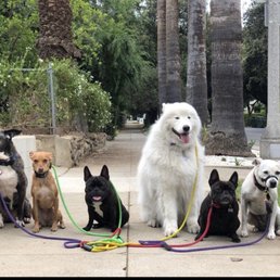Dogs on a pack walk Dogs on a pack walk