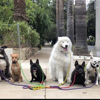 Wigglewag Training & Dog Care Services - Dogs on a pack walk - Pet Training Near Me - Pasadena, California Wigglewag Training & Dog Care Services - Dogs on a pack walk - Pet Training Near Me - Pasadena, California