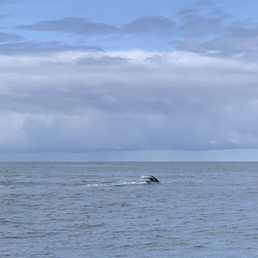 Whale tail