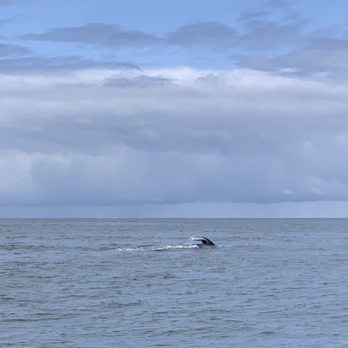 Marine Discovery Tours - Whale tail - Boating Near Me - Newport, Oregon
