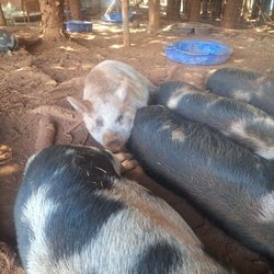 Maui Pig Sanctuary - All the pigs got in a row for this one. They are very family oriented. And cute!!