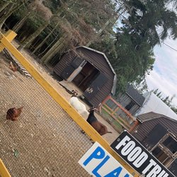 The Barn Cafe - Animals