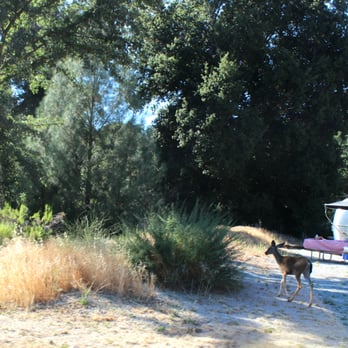 Pinnacles Campground - Forest puppy sighting - Campgrounds Near Me - Paicines, California Pinnacles Campground - Forest puppy sighting - Campgrounds Near Me - Paicines, California
