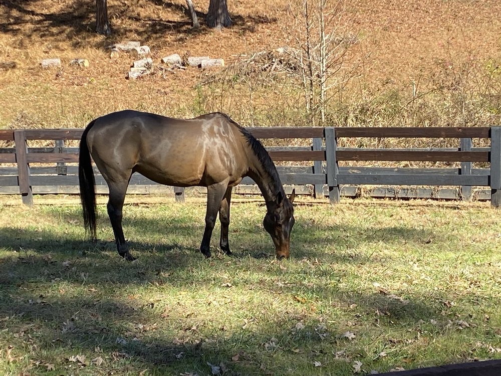 Tuff Competition Farms - equestrian in Canton, GA