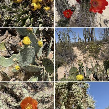 Saguaro National Park - Parks Near Me - Tucson, Arizona Saguaro National Park - Parks Near Me - Tucson, Arizona