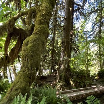 Hoh Rainforest - Bridge near Mineral Creek - Hiking Near Me - Forks, Washington Hoh Rainforest - Bridge near Mineral Creek - Hiking Near Me - Forks, Washington