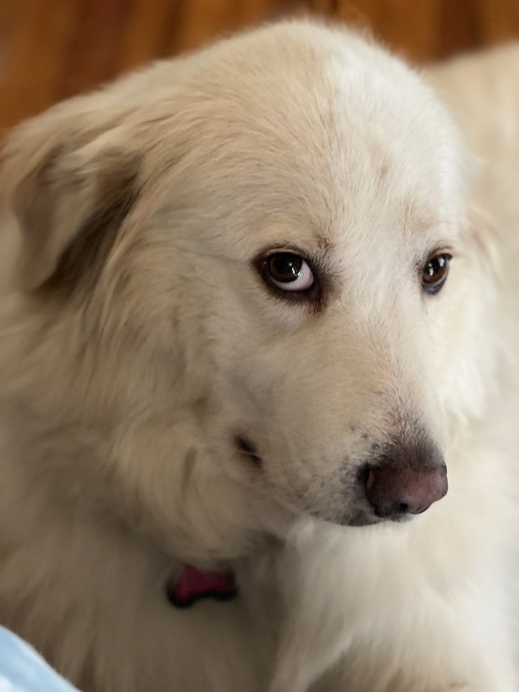 Good Karma Cigar Fort Worth