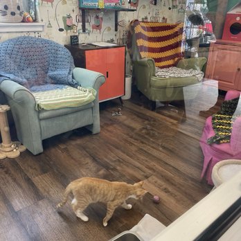 Fetch Thrift Shop - The kitten visit room - Thrift Stores Near Me - Frderick, Maryland