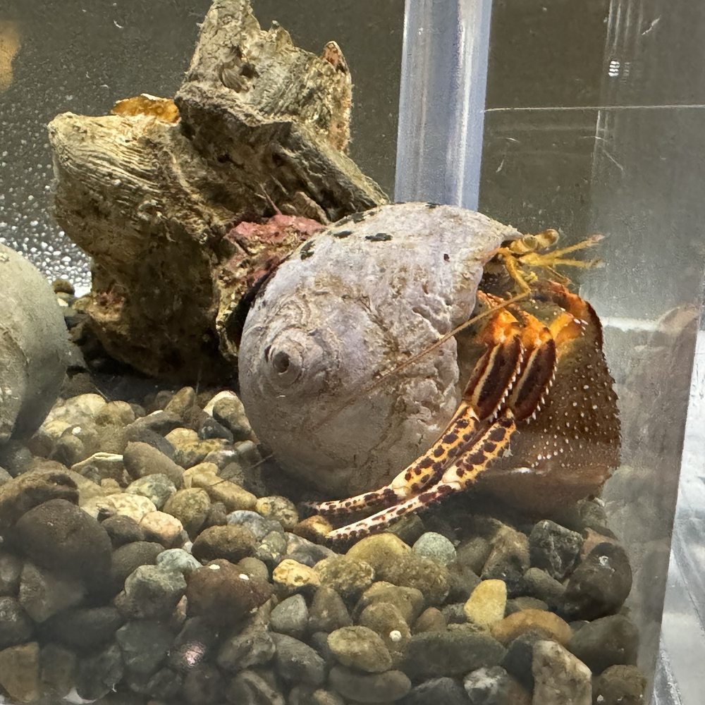 Seattle Aquarium - Biggest hermit crab I've ever seen! Like a golfball. - Aquariums Near Me - Seattle, Washington Seattle Aquarium - Biggest hermit crab I've ever seen! Like a golfball. - Aquariums Near Me - Seattle, Washington
