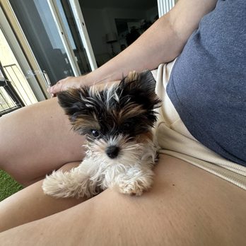 Dog Boutique Store - Enjoying the breeze sitting on mommy's lap... - Pet Stores Near Me - Pembroke Pines, Florida