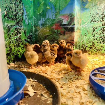 Belmont Feed & Seed - Chicks - Pet Stores Near Me - Chicago, Illinois