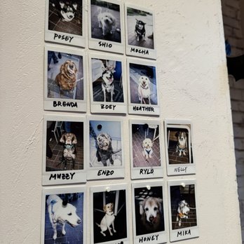 Goodtime Bar - Good doggos - Wine Bars Near Me - San Jose, California