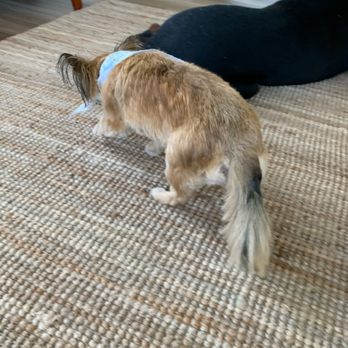 PetSuites Fishers - Uneven chopped cut - Pet Groomers Near Me - Fishers, Indiana PetSuites Fishers - Uneven chopped cut - Pet Groomers Near Me - Fishers, Indiana